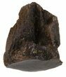 Triceratops Tooth - Montana #44935-1